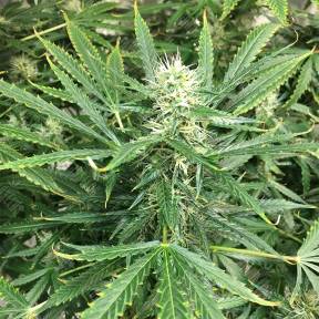 Auto Pandora feminised Paradise Seeds