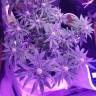 семена конопли Россия Auto American Pie feminised Pyramid Seeds семена конопли Россия Auto American Pie feminised Pyramid Seeds