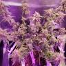 заказ семян конопли Спб Auto American Pie feminised Pyramid Seeds заказ семян конопли Спб Auto American Pie feminised Pyramid Seeds