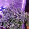 заказ семян конопли Москва Auto American Pie feminised Pyramid Seeds заказ семян конопли Москва Auto American Pie feminised Pyramid Seeds