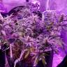 семена конопли курьером Auto American Pie feminised Pyramid Seeds семена конопли курьером Auto American Pie feminised Pyramid Seeds