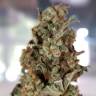 купить семена конопли Auto American Pie feminised Pyramid Seeds купить семена конопли Auto American Pie feminised Pyramid Seeds