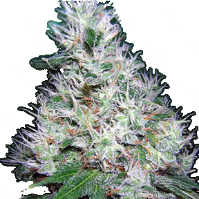 Bubble Gum regular Ganja Seeds