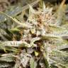 Auto Charlotte`s Angel CBD feminised Dutch Passion Seeds