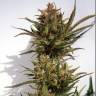Auto Charlotte`s Angel CBD feminised Dutch Passion Seeds