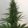Auto Hindu Kush feminised Breeders Community Seeds