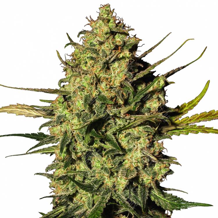 Auto Hindu Kush feminised Breeders Community Seeds