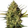 Auto Hindu Kush feminised Breeders Community Seeds