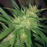 Auto Hindu Kush feminised Breeders Community Seeds