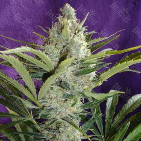 Black Widow regular Ganja Seeds