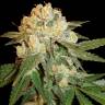 Auto Mazar regular Ganja Seeds