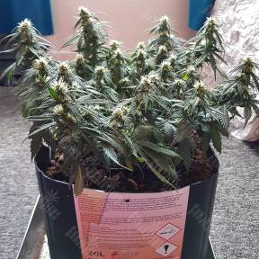 Auto Mazar regular Ganja Seeds