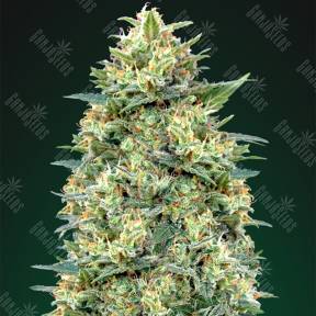 Auto White Widow feminised 00 Seeds
