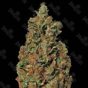 Red Diesel feminised Barneys Farm