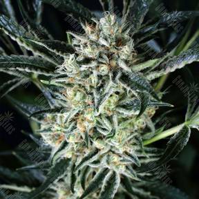 Jelly Bananen feminised Exotic Seed