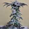 семена конопли Amherst Sour Diesel feminised Humboldt Seeds