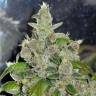 семена культурной конопли купить Mendocino Purple Kush feminised Medical Seeds