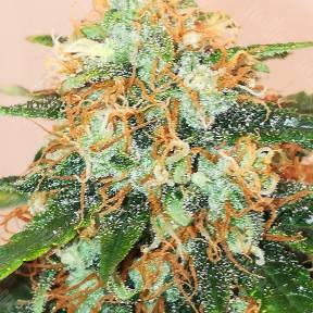 Auto Amnesia Gold feminised Pyramid Seeds