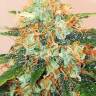 семена конопли Auto Amnesia Gold feminised Pyramid Seeds семена конопли Auto Amnesia Gold feminised Pyramid Seeds