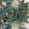 заказ семян конопли Auto Amnesia Gold feminised Pyramid Seeds заказ семян конопли Auto Amnesia Gold feminised Pyramid Seeds