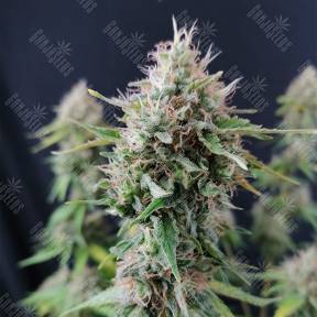 Candy Kush Express (Fast Flowering) feminised Royal Queen