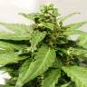 заказ семян конопли Москва Auto Sweet Pure CBD feminised Sweet Seeds заказ семян конопли Москва Auto Sweet Pure CBD feminised Sweet Seeds