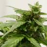 семена конопли Auto Sweet Pure CBD feminised Sweet Seeds семена конопли Auto Sweet Pure CBD feminised Sweet Seeds