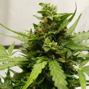 Auto Sweet Pure CBD feminised Sweet Seeds