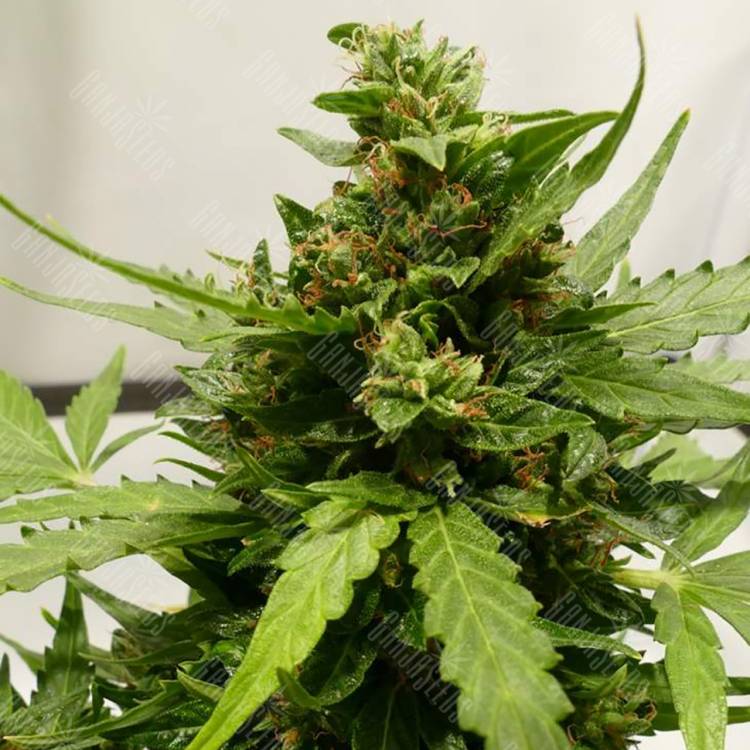 где заказать семена конопли Auto Sweet Pure CBD feminised Sweet Seeds где заказать семена конопли Auto Sweet Pure CBD feminised Sweet Seeds