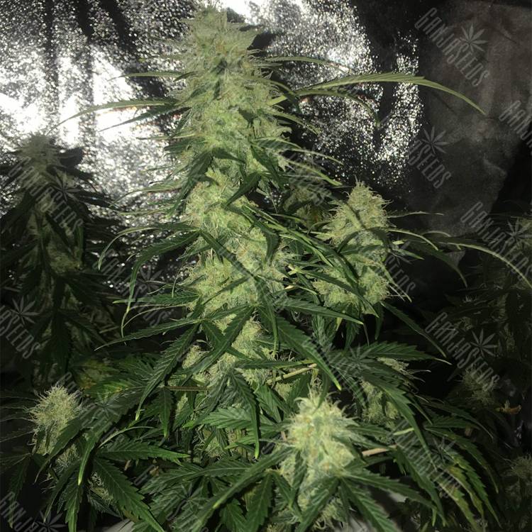 Семена конопли Auto Critical XXL feminised Ganja Seeds