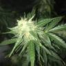 Семена марихуаны Auto Critical XXL feminised Ganja Seeds