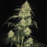 Семена Atomical Haze feminised Ganja Seeds