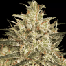 Купить семена Atomical Haze feminised Ganja Seeds