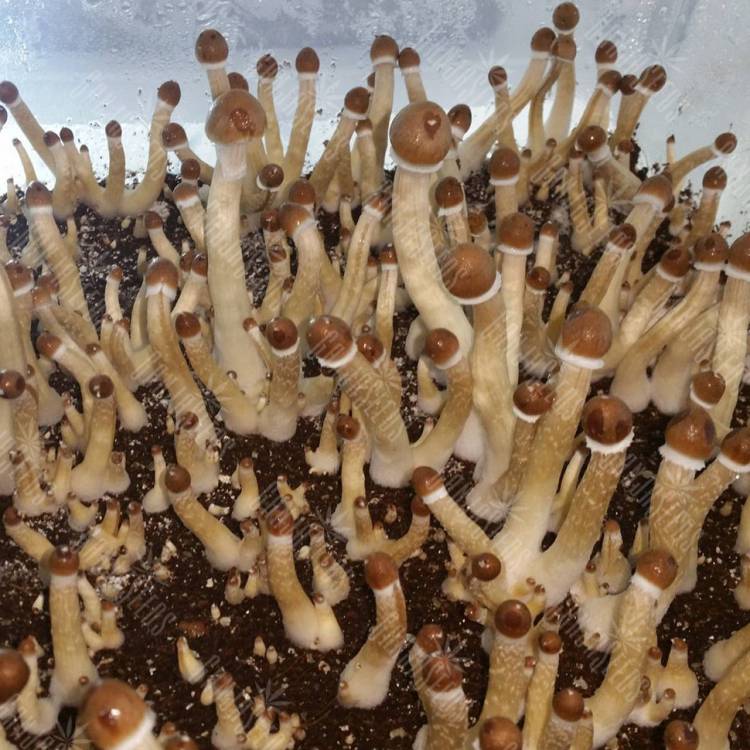 заказать отпечатки псилоцибиновых грибов F+ заказать отпечатки псилоцибиновых грибов F+