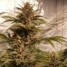 Auto Compassion Lime CBD feminised Dutch Passion Seeds