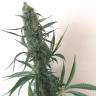 Auto Mazar feminised Breeders Community Seeds