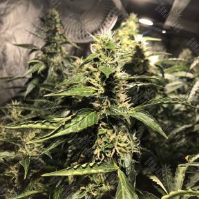 Blue AK regular Ganja Seeds