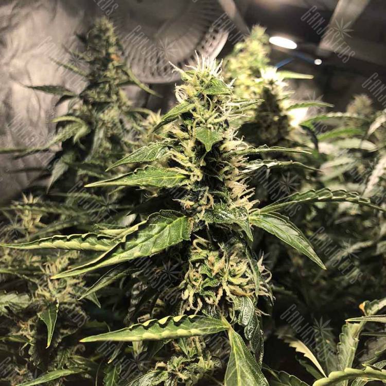 семена конопли сорта сатива Blue AK regular Ganja Seeds семена конопли сорта сатива Blue AK regular Ganja Seeds