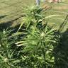 где заказать семена конопли Red Dragon feminised Barneys Farm