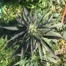семена конопли почтой Red Dragon feminised Barneys Farm
