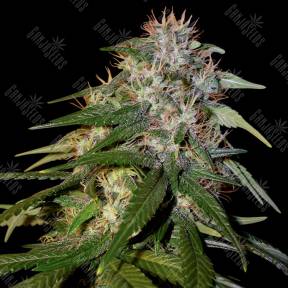 Sour Cream feminised DNA Genetics