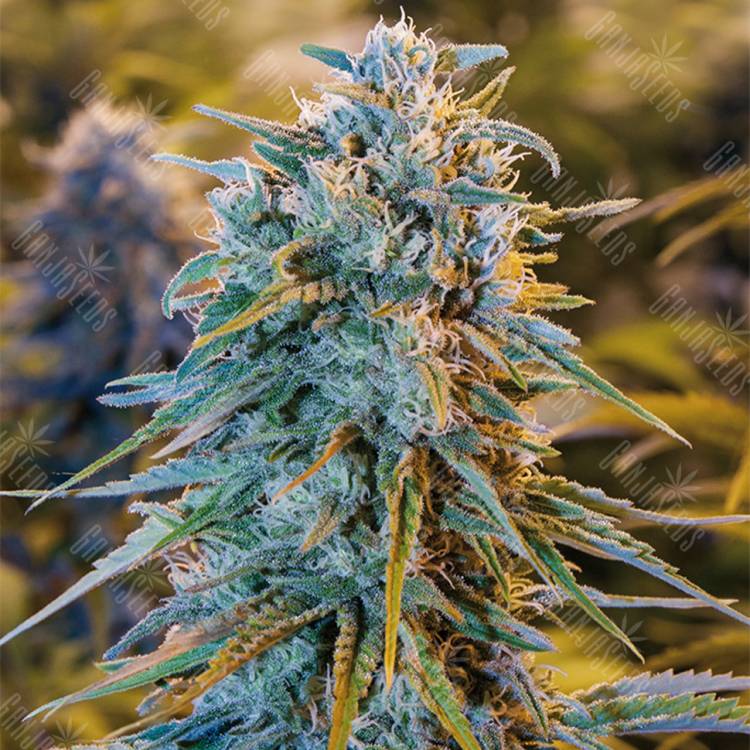 семена конопли Россия Blue Dream feminised Humboldt Seeds семена конопли Россия Blue Dream feminised Humboldt Seeds