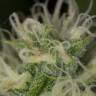 где заказать семена конопли Blue Dream feminised Humboldt Seeds где заказать семена конопли Blue Dream feminised Humboldt Seeds