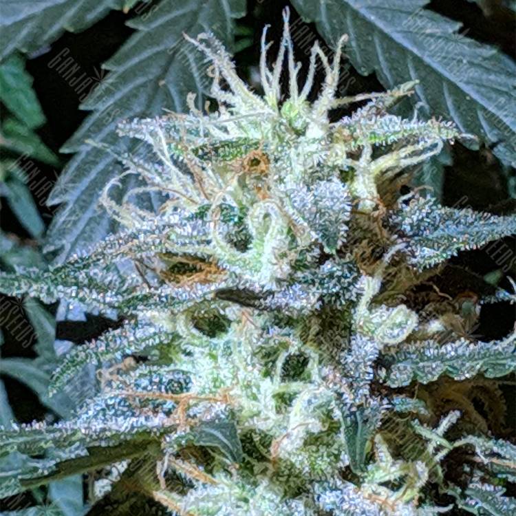 заказать качественные семена конопли Auto Anesthesia feminised Pyramid Seeds заказать качественные семена конопли Auto Anesthesia feminised Pyramid Seeds