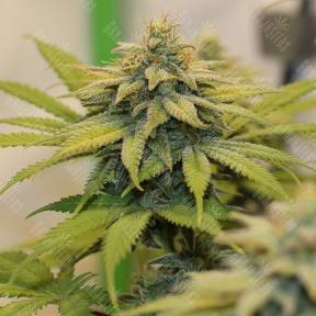 Chocolate Haze feminised Royal Queen