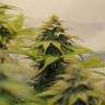 семена конопли феминизированные Chocolate Haze feminised Royal Queen