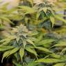 урожайные семена конопли Chocolate Haze feminised Royal Queen