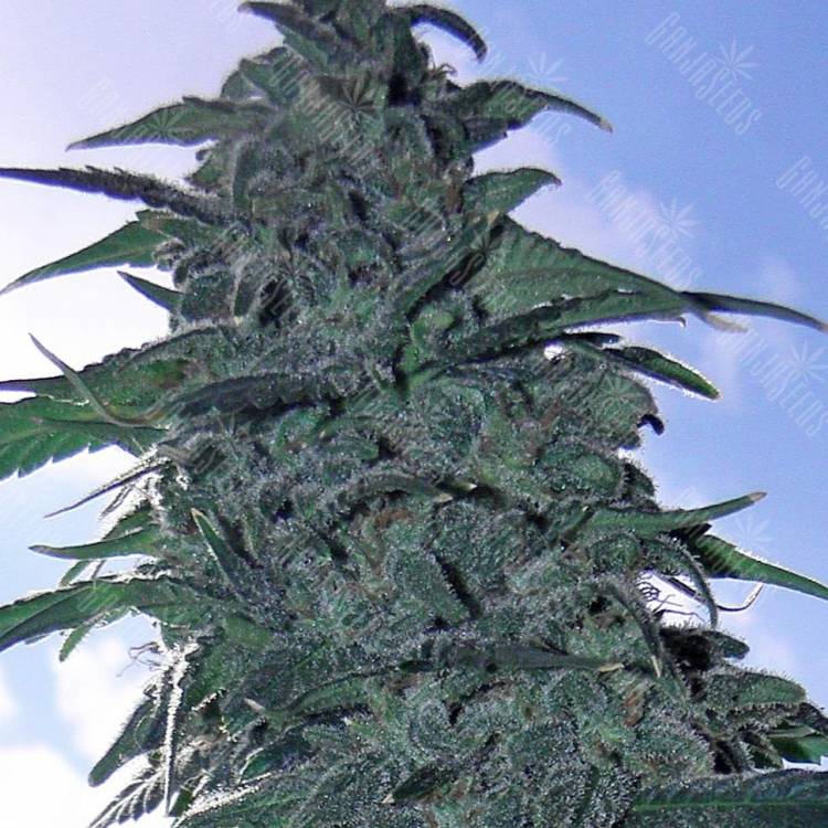 Auto White Dwarf CBD feminised Ganja Seeds Auto White Dwarf CBD feminised Ganja Seeds