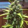 Auto White Dwarf CBD feminised Ganja Seeds Auto White Dwarf CBD feminised Ganja Seeds