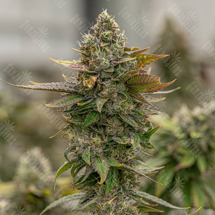 Auto Skywalker OG feminised Ganja Seeds семена